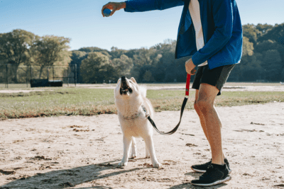 hombre entrenando perro con correa y pelota