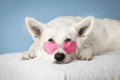 perro blanco acostado usando gafas de sol rosadas