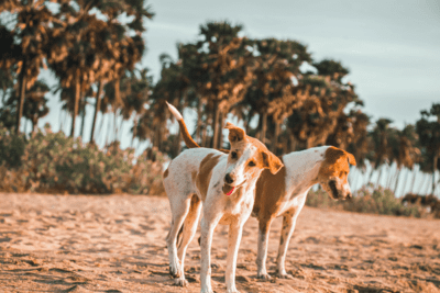 perros sobre la arena de una playa en miami