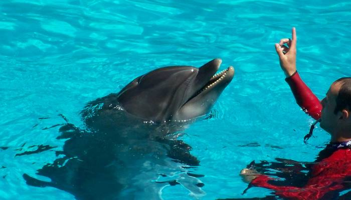 entrenador dando instrucciones a delfin en el agua