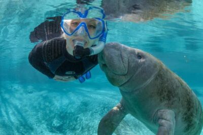 mujer nadando junto a manati en manantial de florida