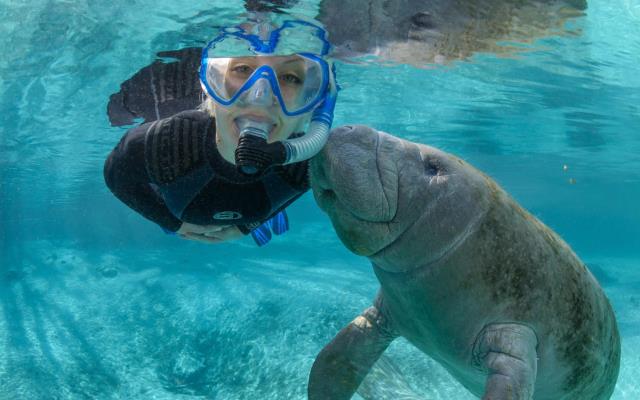 mujer nadando junto a manati en manantial de florida