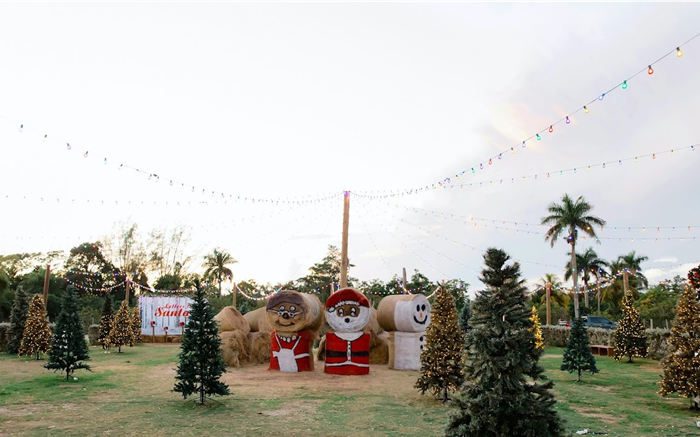 arboles de navidad en granja de miami